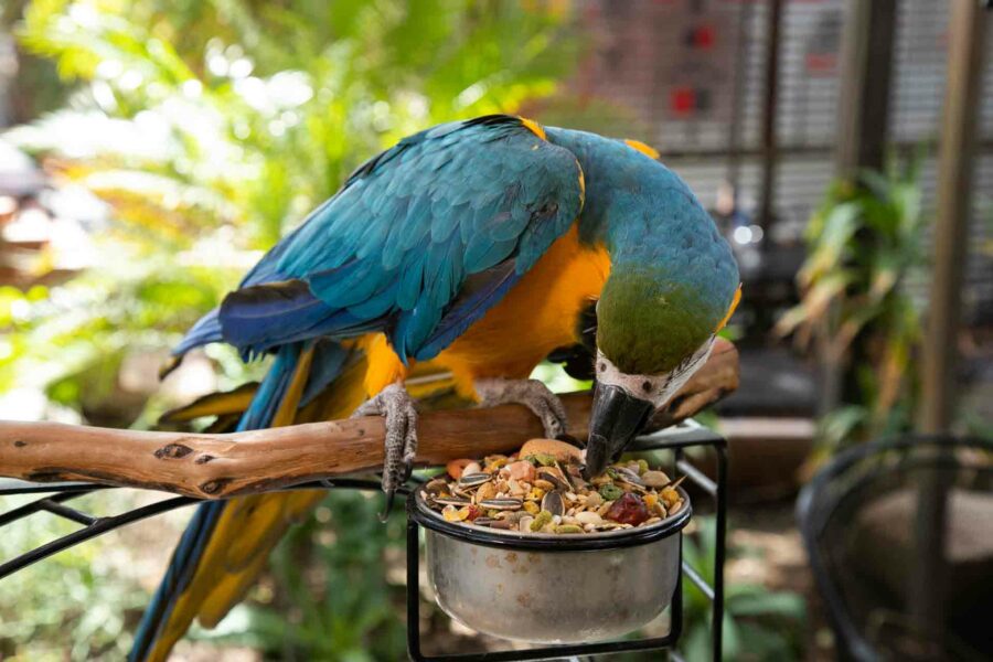 Parrot