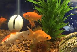 Fish collection